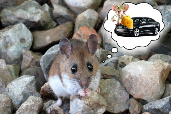 Chống chuột cho xe ô tô hiệu quả